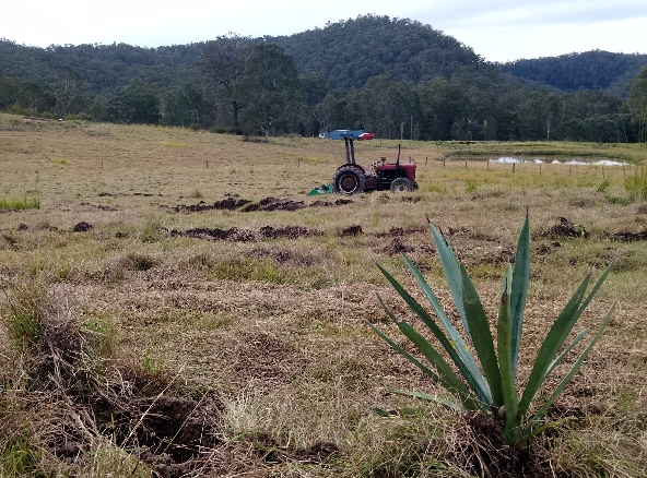 Agave and banksia at Grassgum Farm