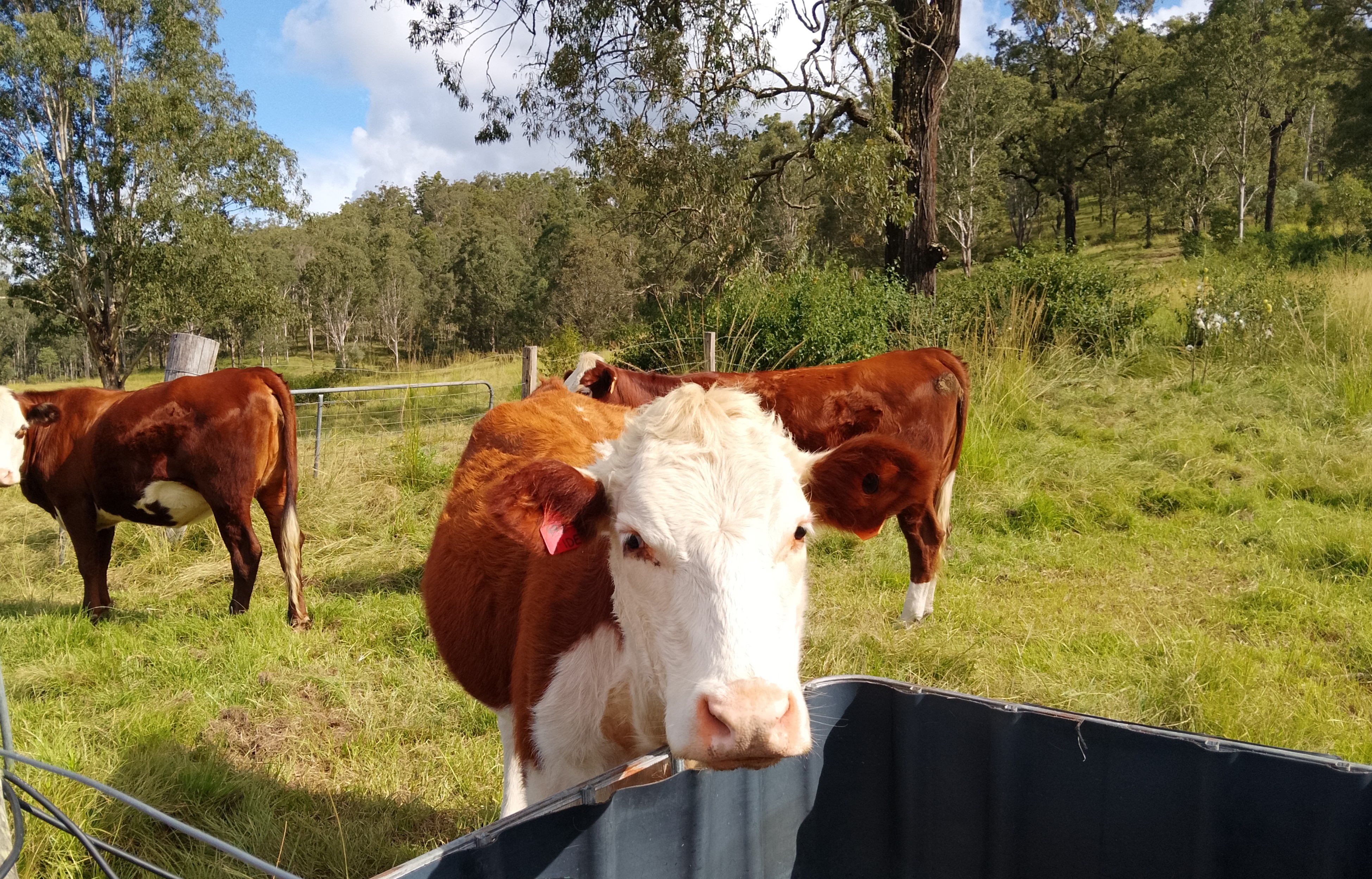 Grass-fed livestock at Grassgum Farm